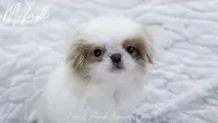 Mufasa, a male Japanese Chin for sale in Johnson City, TN – 3 of 10