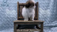 Sal, a male Japanese Chin for sale in Johnson City, TN – Photo 2 of 10