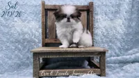 Sal, a male Japanese Chin for sale in Johnson City, TN – Photo 1 of 10