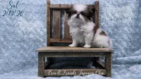 Sal, a male Japanese Chin for sale in Johnson City, TN – Photo 3 of 10