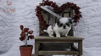 Sal, a male Japanese Chin for sale in Johnson City, TN – Photo 8 of 10