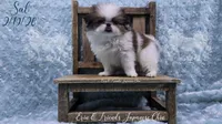 Sal, a male Japanese Chin for sale in Johnson City, TN – Photo 6 of 10
