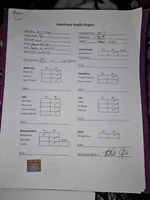 Sal, a male Japanese Chin for sale in Johnson City, TN – Photo 10 of 10