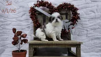 Sal, a male Japanese Chin for sale in Johnson City, TN – Photo 9 of 10