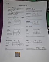 Joe, a male Japanese Chin for sale in Johnson City, TN – Photo 10 of 10