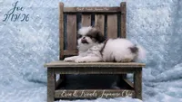 Joe, a male Japanese Chin for sale in Johnson City, TN – Photo 2 of 10