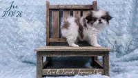 Joe, a male Japanese Chin for sale in Johnson City, TN – Photo 4 of 10
