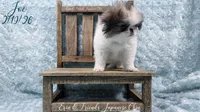 Joe, a male Japanese Chin for sale in Johnson City, TN – Photo 7 of 10