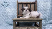 Joe, a male Japanese Chin for sale in Johnson City, TN – Photo 3 of 10