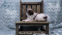 Joe, a male Japanese Chin for sale in Johnson City, TN – Photo 5 of 10