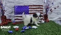 Bandit, a male Japanese Chin for sale in Johnson City, TN – 5 of 6