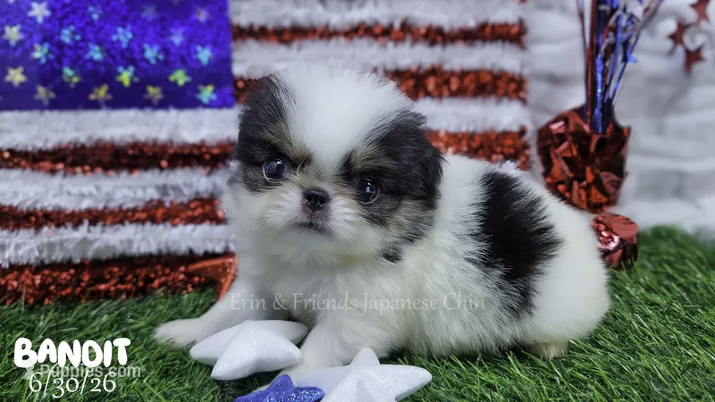 Bandit – Japanese Chin puppy for sale in Johnson City, TN