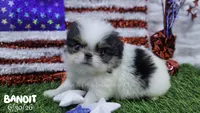 Bandit, a male Japanese Chin for sale in Johnson City, TN – 1 of 6