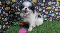 Jacob, a male Japanese Chin for sale in Johnson City, TN – 2 of 9