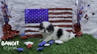 Bandit, a male Japanese Chin for sale in Johnson City, TN – 2 of 6