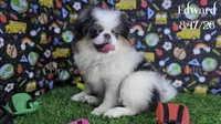 Edward, a male Japanese Chin for sale in Johnson City, TN – 3 of 10