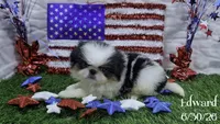 Edward, a male Japanese Chin for sale in Johnson City, TN – 4 of 5