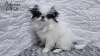 Nidorina, a female Japanese Chin for sale in Johnson City, TN – 4 of 6