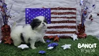 Bandit, a male Japanese Chin for sale in Johnson City, TN – 3 of 6