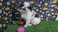 Jacob, a male Japanese Chin for sale in Johnson City, TN – 4 of 9