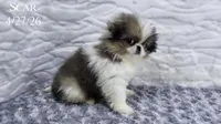 Scar, a male Japanese Chin for sale in Johnson City, TN – 4 of 10
