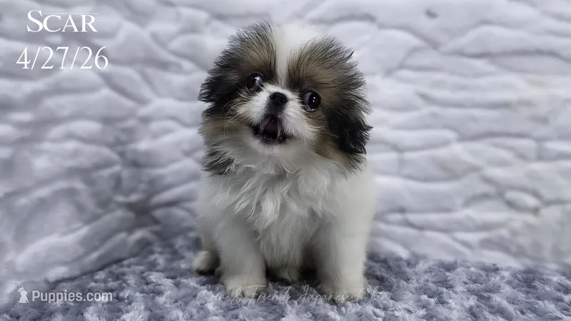 Scar – Japanese Chin puppy for sale in Johnson City, TN