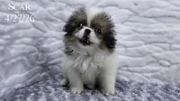 Scar, a male Japanese Chin for sale in Johnson City, TN – 1 of 10