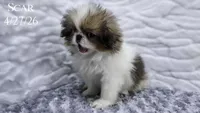 Scar, a male Japanese Chin for sale in Johnson City, TN – 5 of 10