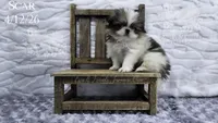 Scar, a male Japanese Chin for sale in Johnson City, TN – 8 of 10