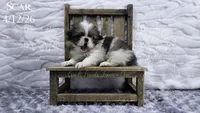 Scar, a male Japanese Chin for sale in Johnson City, TN – 10 of 10
