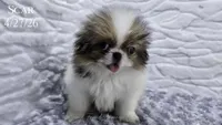 Scar, a male Japanese Chin for sale in Johnson City, TN – 6 of 10