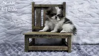Scar, a male Japanese Chin for sale in Johnson City, TN – 7 of 10