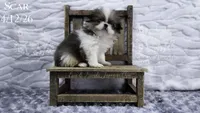 Scar, a male Japanese Chin for sale in Johnson City, TN – 9 of 10