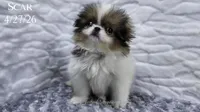 Scar, a male Japanese Chin for sale in Johnson City, TN – 3 of 10