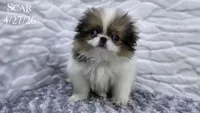 Scar, a male Japanese Chin for sale in Johnson City, TN – 2 of 10