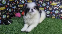 Jacob, a male Japanese Chin for sale in Johnson City, TN – 1 of 9