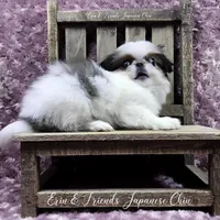 Ligeia, a female Japanese Chin for sale in Johnson City, TN – Photo 5 of 10