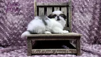 Ligeia, a female Japanese Chin for sale in Johnson City, TN – Photo 5 of 10