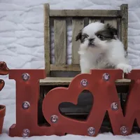 Ligeia, a female Japanese Chin for sale in Johnson City, TN – Photo 9 of 10