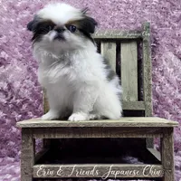 Ligeia, a female Japanese Chin for sale in Johnson City, TN – Photo 4 of 10