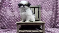 Ligeia, a female Japanese Chin for sale in Johnson City, TN – Photo 4 of 10