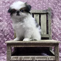 Ligeia, a female Japanese Chin for sale in Johnson City, TN – Photo 2 of 10