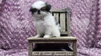 Ligeia, a female Japanese Chin for sale in Johnson City, TN – Photo 2 of 10