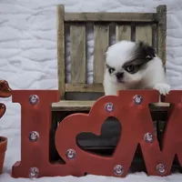 Ligeia, a female Japanese Chin for sale in Johnson City, TN – Photo 8 of 10