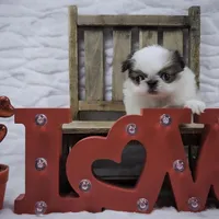 Ligeia, a female Japanese Chin for sale in Johnson City, TN – Photo 7 of 10