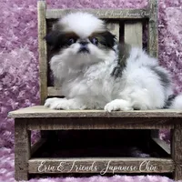 Ligeia, a female Japanese Chin for sale in Johnson City, TN – Photo 1 of 10
