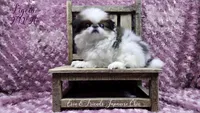 Ligeia, a female Japanese Chin for sale in Johnson City, TN – Photo 1 of 10