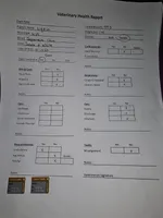 Ligeia, a female Japanese Chin for sale in Johnson City, TN – Photo 10 of 10