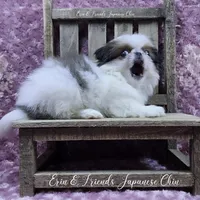 Ligeia, a female Japanese Chin for sale in Johnson City, TN – Photo 3 of 10