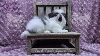 Ligeia, a female Japanese Chin for sale in Johnson City, TN – Photo 3 of 10